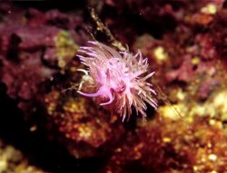 taken during a dive in croatia.
nikon f80 60mm lens by Andy Kutsch 
